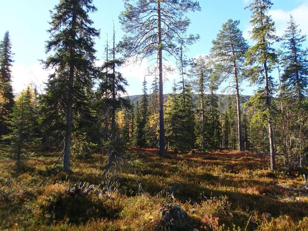 Kinnistu foto
