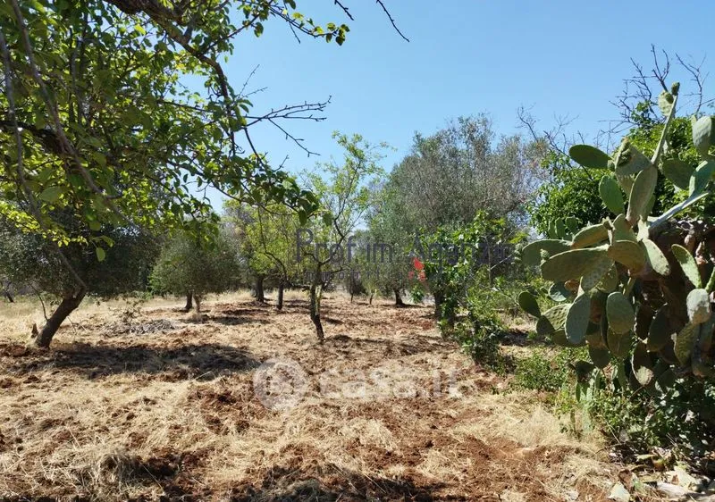 Aed - Trullo Complex with Olive Grove in San Michele Salentino