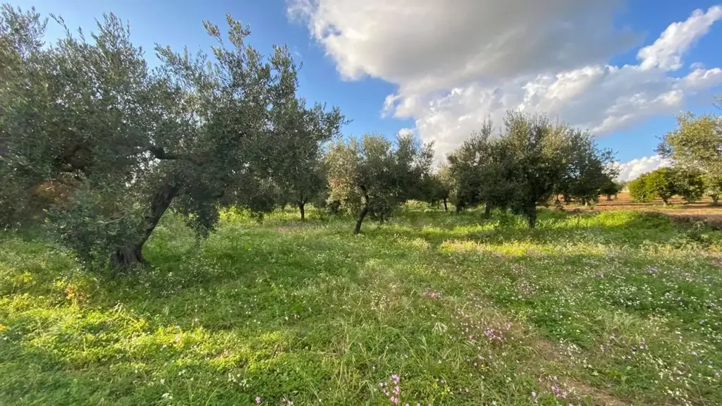 Aed - Olive Grove with Nocellara del Belice, Castelvetrano