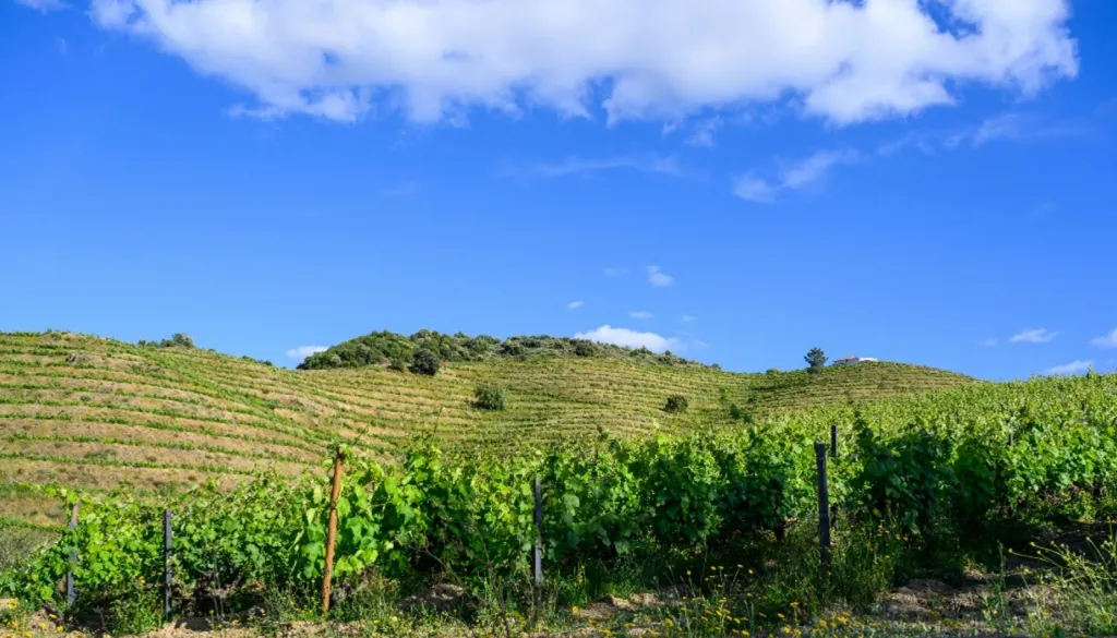 Jardin - Vineyard with Riverfront in Douro Superior