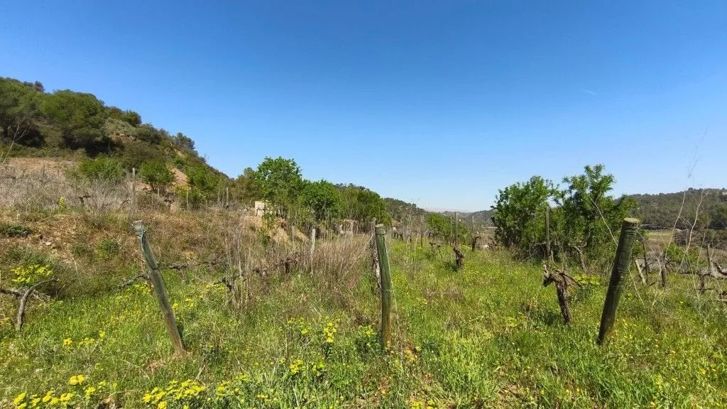 Aed - Boutique Vineyard with Winery in Priorat