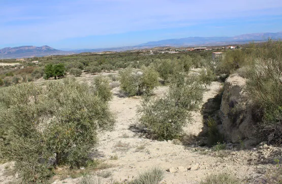 Aed - Land Parcel with Easy Access in Cúllar, Granada