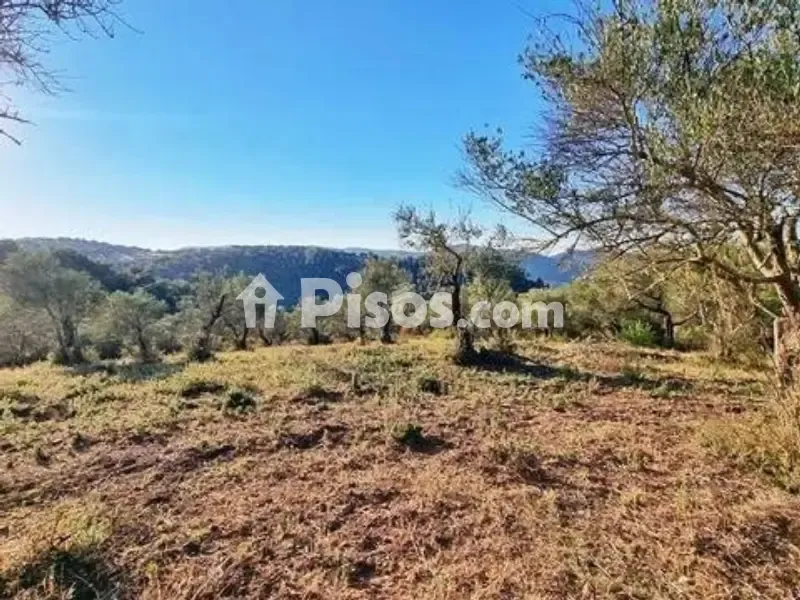 Aed - Rustic House with Olive Grove in La Nava