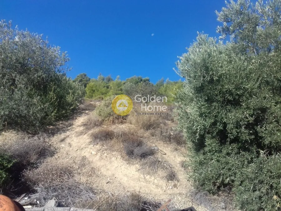 Aed - Agricultural Plot with Olive Trees in Menidi