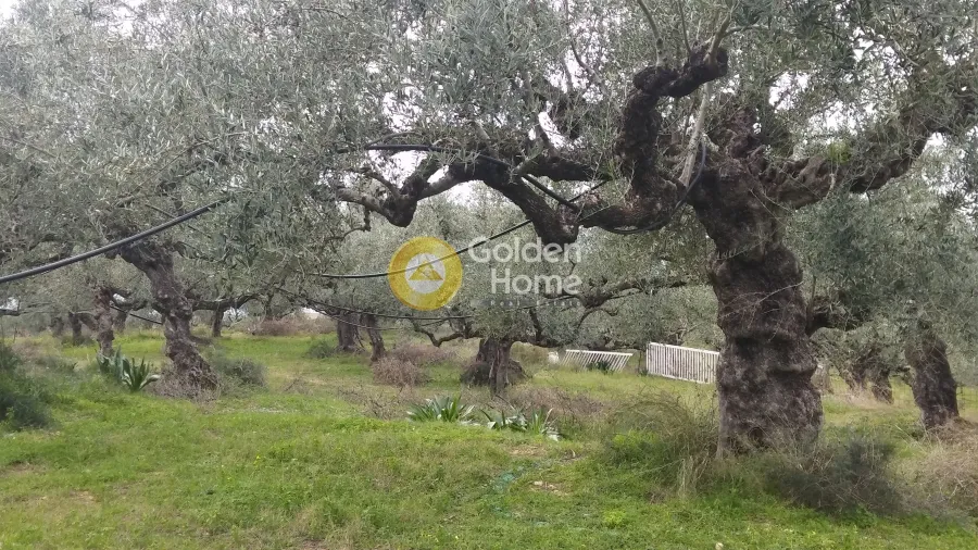 Aed - Plot with Sea View in Avia - Akrogiali