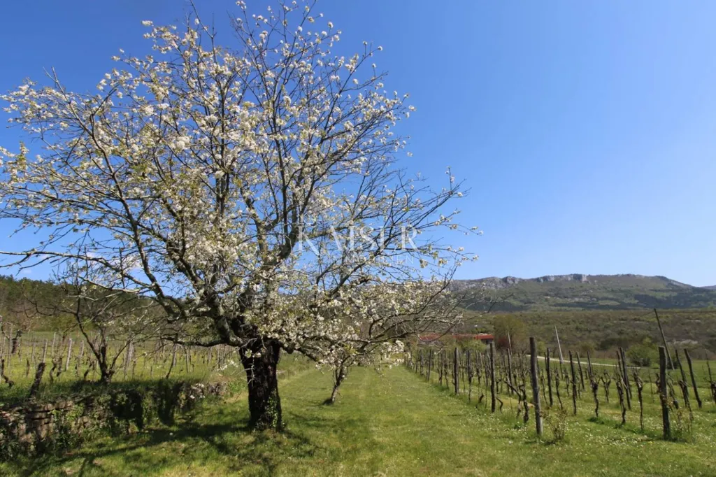 Jardin - Country House with Large Garden in Buzet
