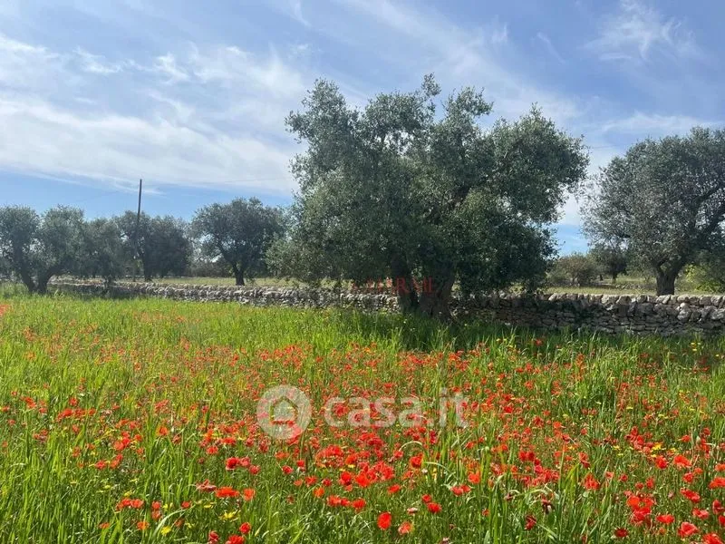 Giardino - Trullo with Olive Grove in Ostuni