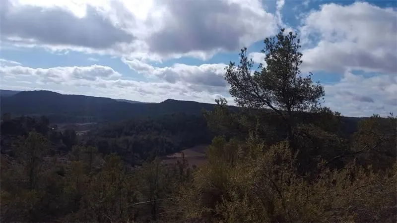 Rustic Land with Pine Forest in Enguídanos
