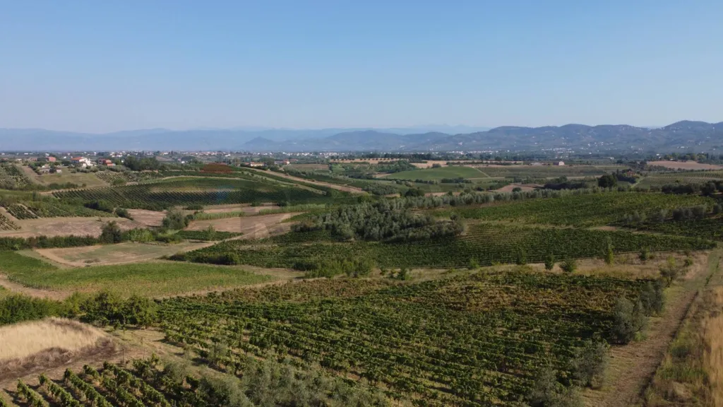 Wine Cellar with Vineyard in Vinci