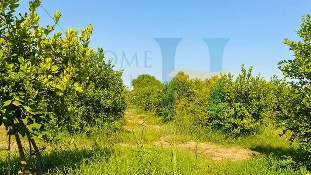Aed - Warehouse with Lemon Grove near Avola