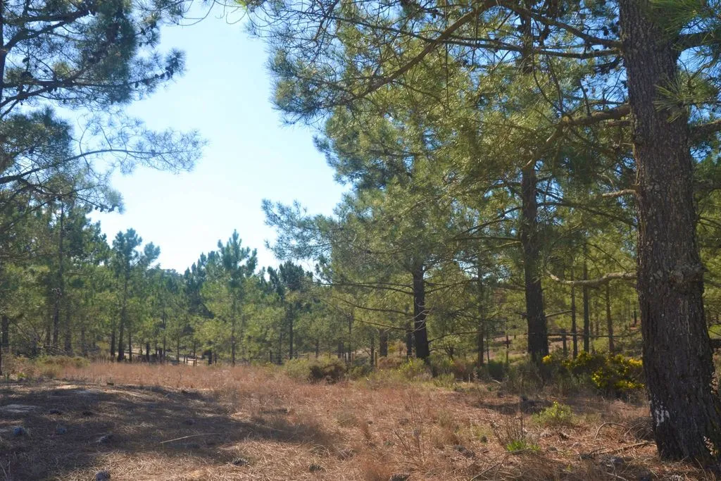 Aed - Urban Land with Pool in Comporta