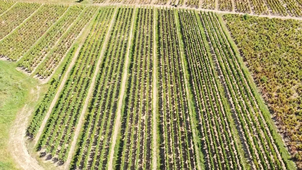 Vue aérienne - Vignes AOC Juliénas dans le Beaujolais