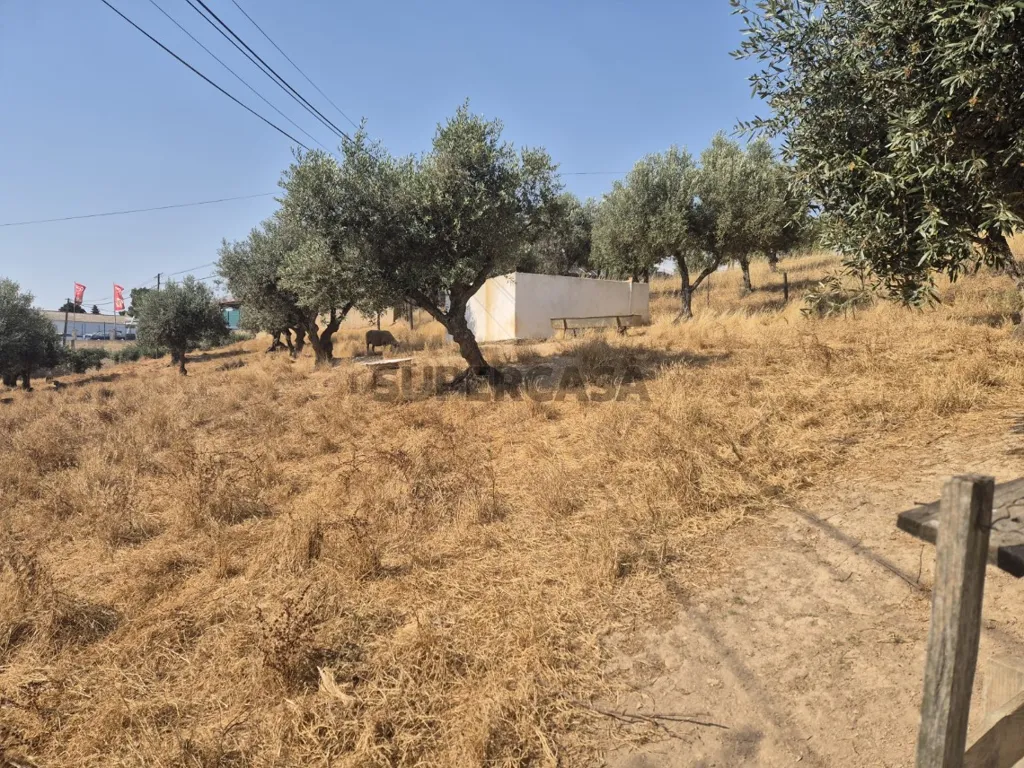 Garden - Detached Quinta with Pool in Ourique