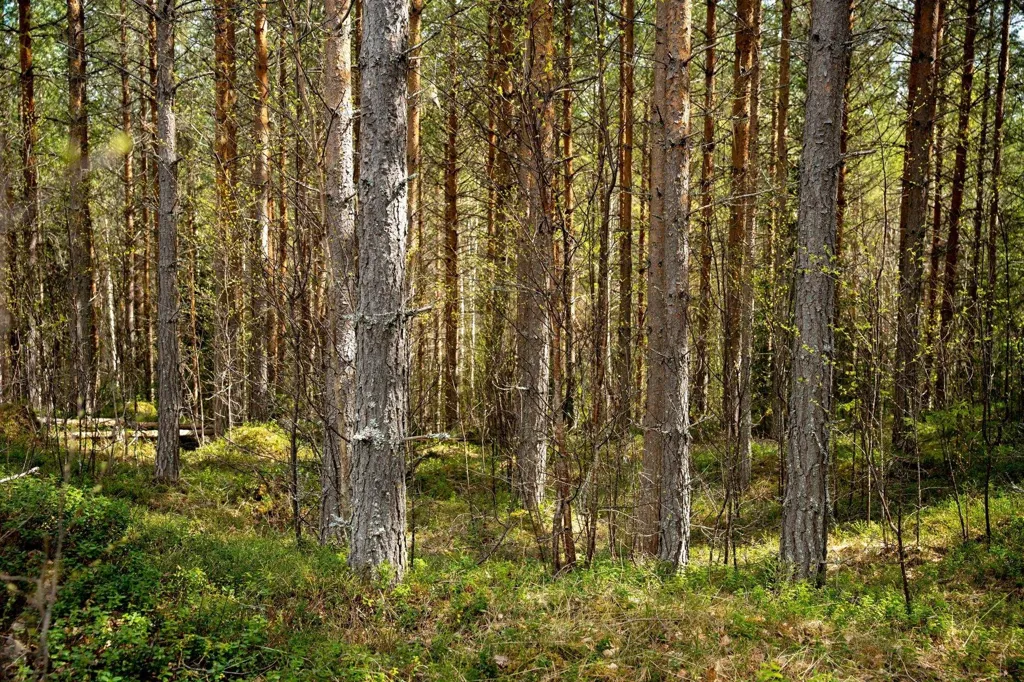 Forest Farm with Timber Rights in Östra Jämtland
