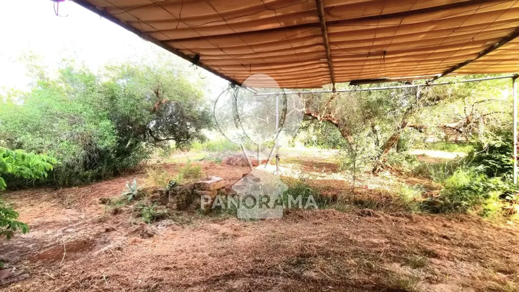 Garden - Villa with Olive Grove in Partinico