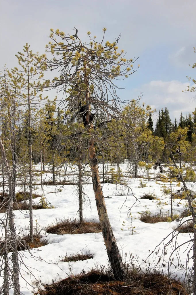 Forest Farm with Hunting in Kangos