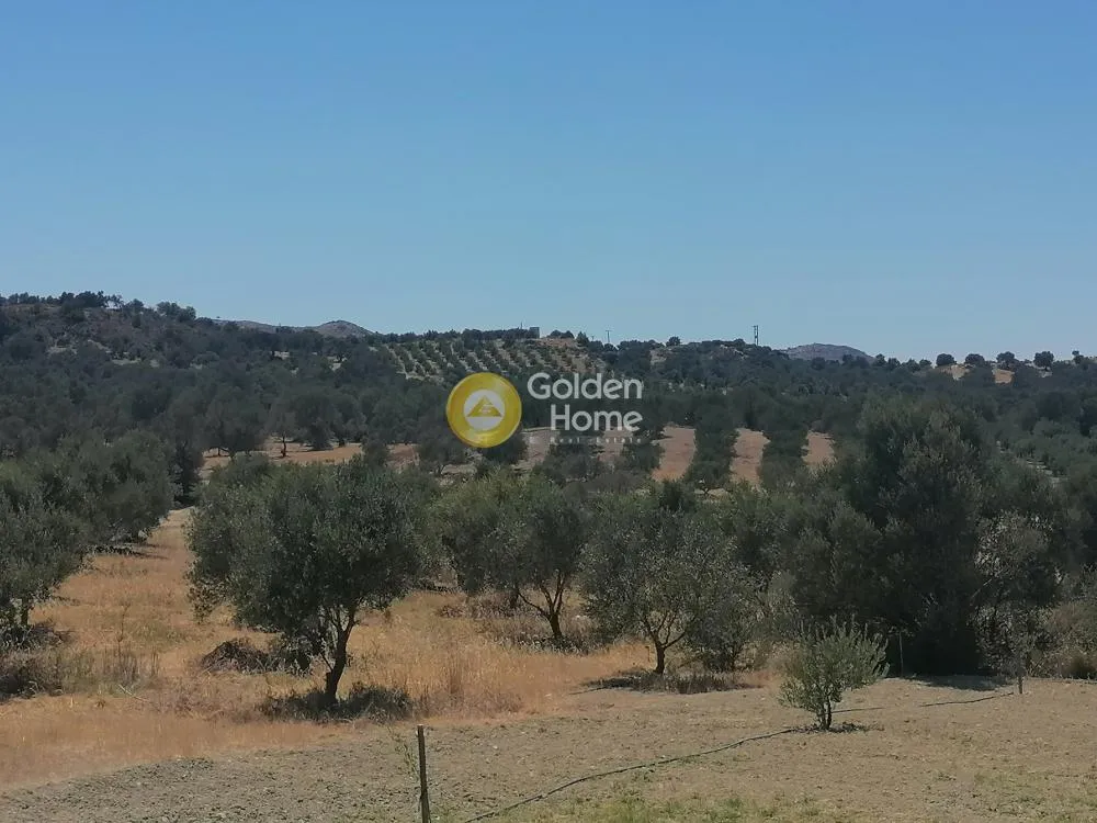 Garden - Buildable Plot with Olive Trees in Phaistos