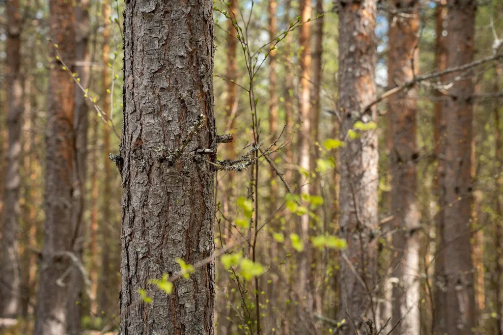 Forest Farm with Timber Rights in Östra Jämtland