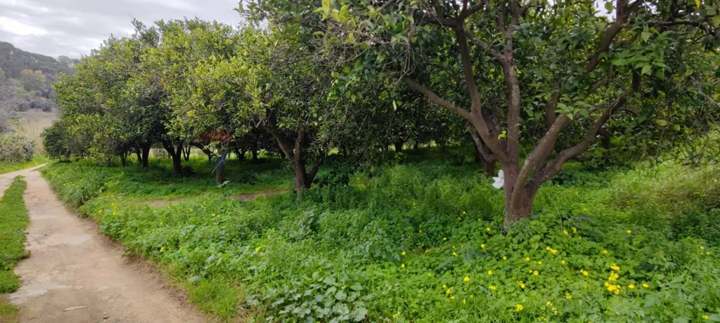 Jardin - Agricultural Plot with Olive Trees in Grammichele