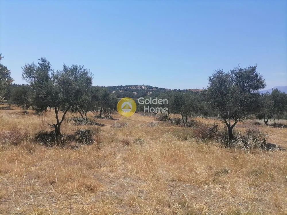 Garden - Buildable Plot with Olive Trees in Phaistos