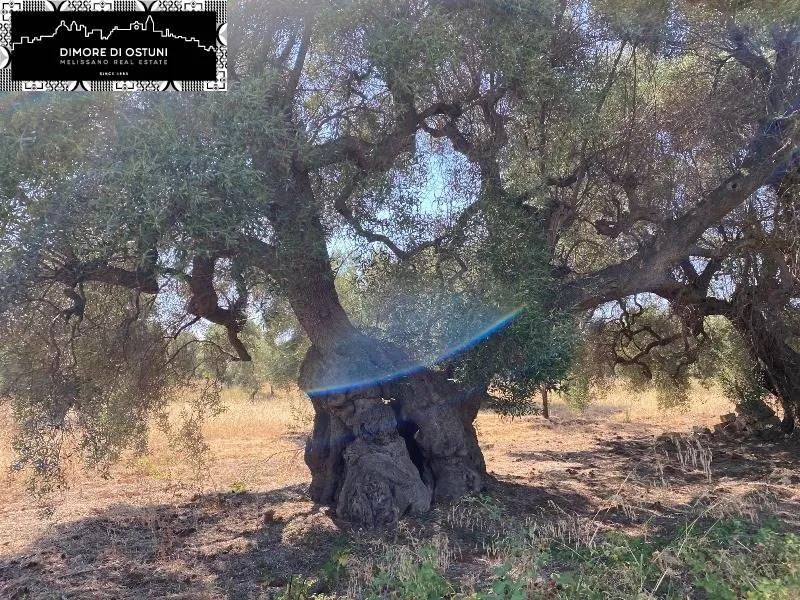 Rustic Lamia with Olive Grove in Ostuni