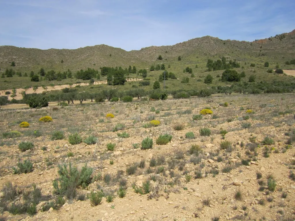 Jardin - Agricultural Plot in Rural Yecla