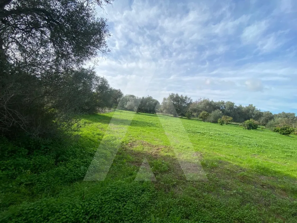 Aed - Rustic Plot with Fruit Trees in Almancil