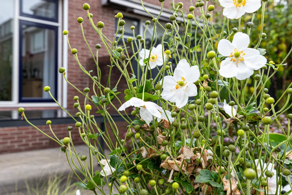 Esterno - Energetically Efficient Semi-detached House with Garden in Gouda