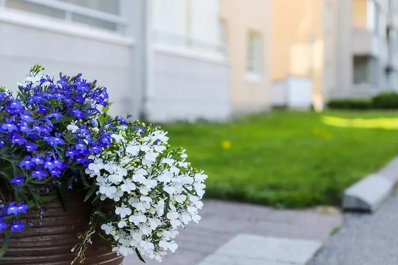 garden