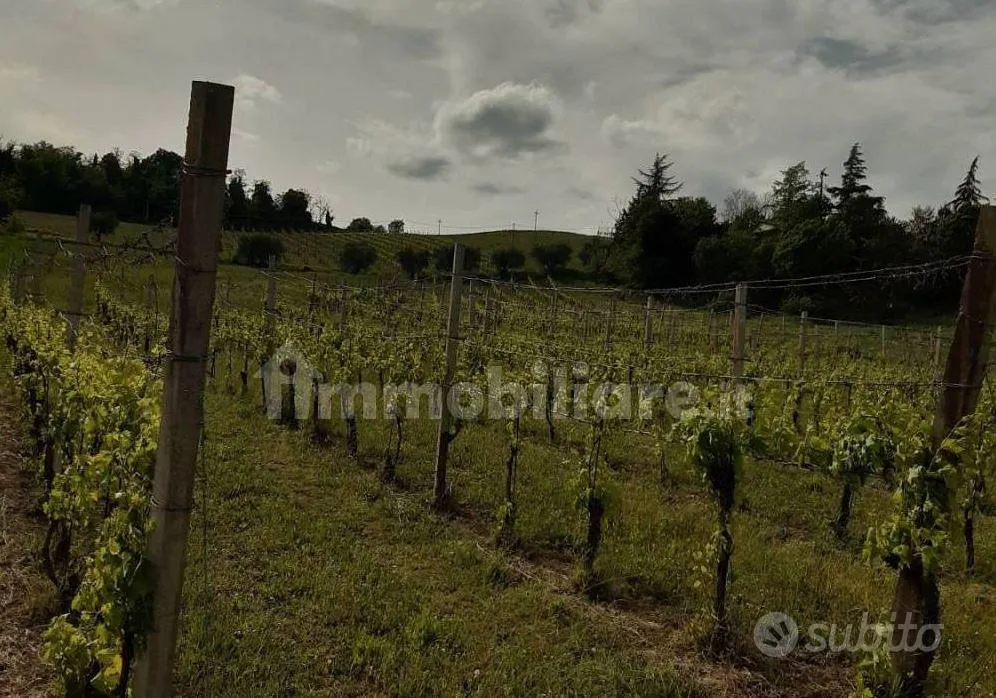 Jardin - Vineyard Farm with Olive Trees near Castrocaro