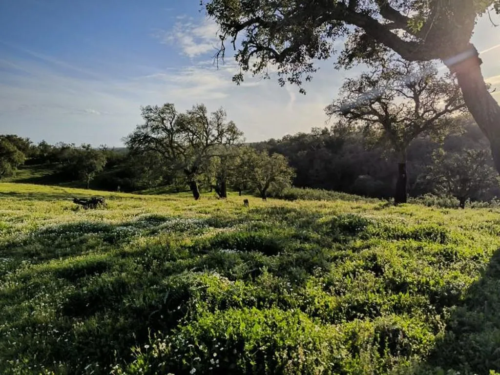 Aed - Luxury Farmhouse with Development Potential in Alentejo