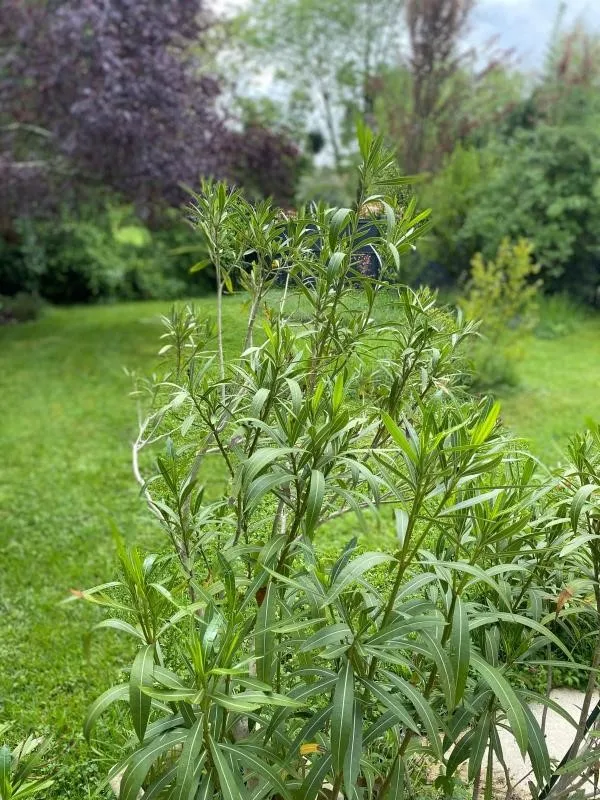 Jardin - Maison en Pierre avec Piscine à Dommartin