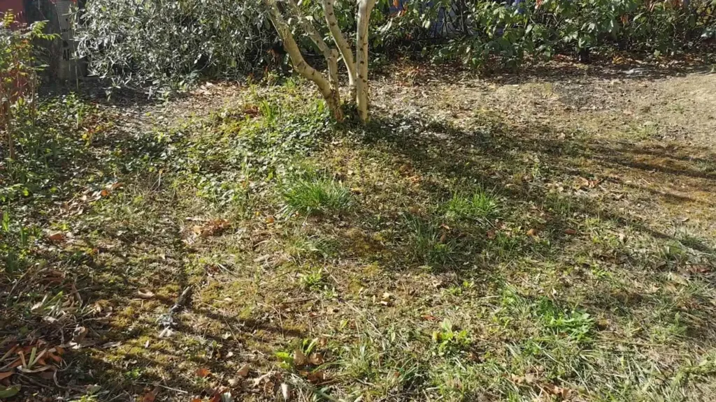 Garden - Villa with Pool in Borgo San Lorenzo