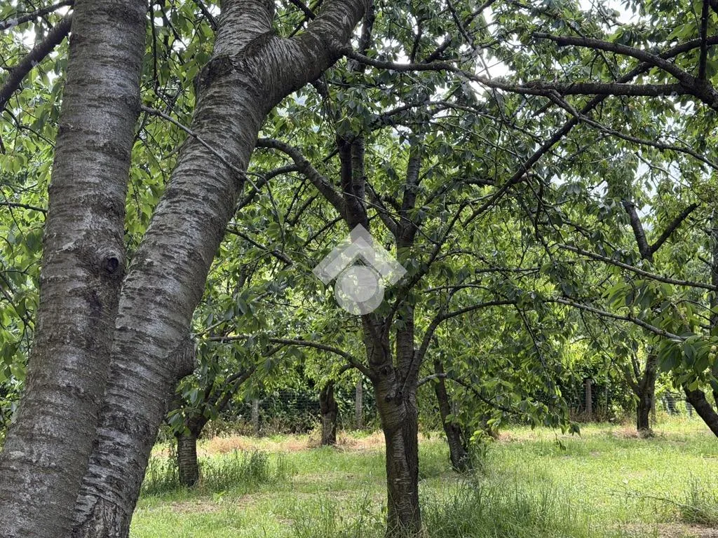 Jardin - Agricultural Land with Cherry Trees in Cervinara