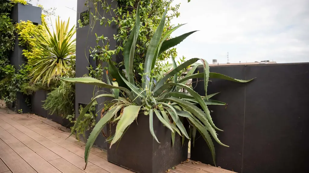 terrace_patio