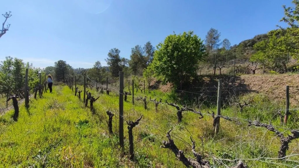 Aed - Boutique Vineyard with Winery in Priorat