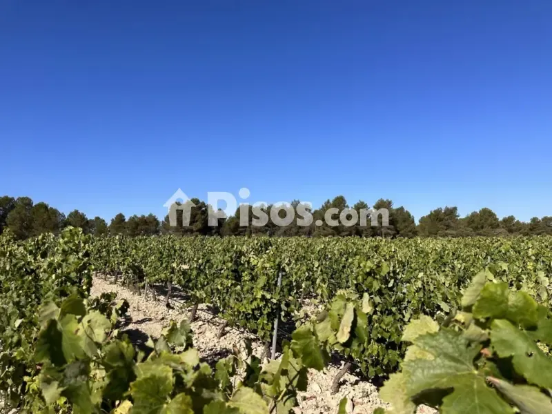 Jardin - Historic Finca with Vineyards in Requena