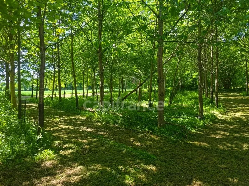 Jardin - Propriété Charmante avec Jardin à Saint-Célerin