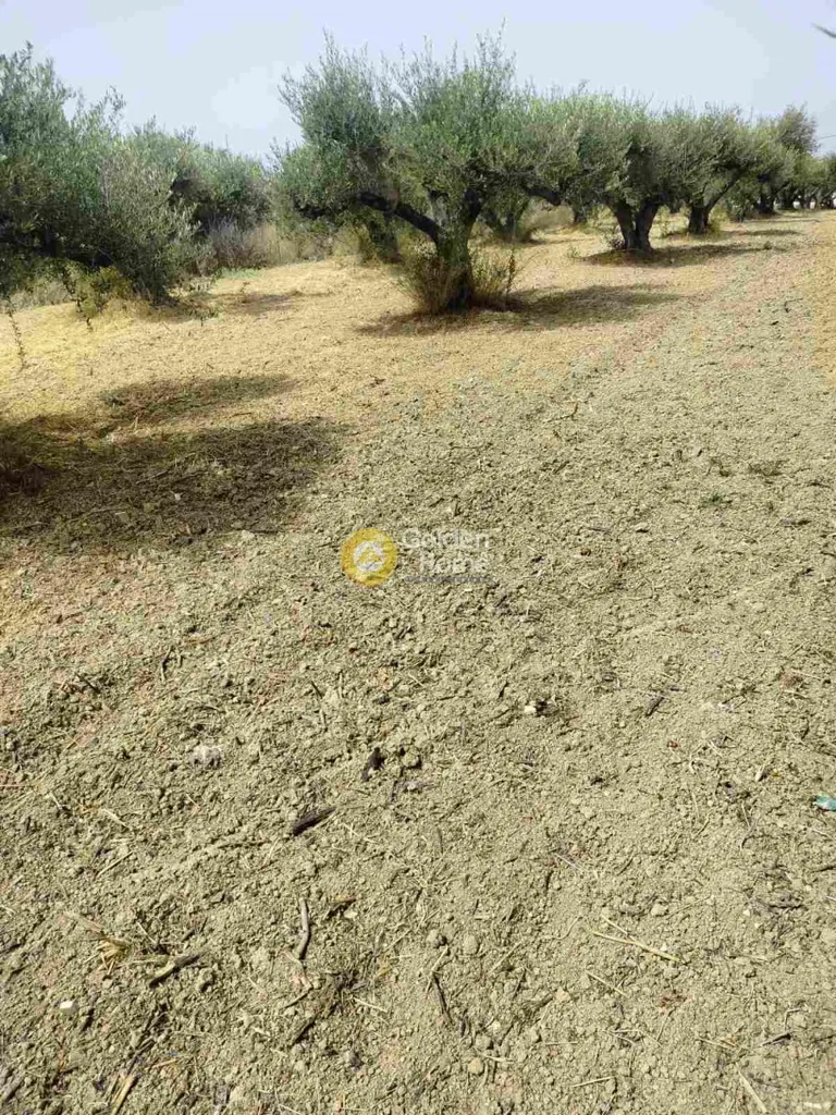 Aed - Privileged Plot with Mountain View in Agios Theodori