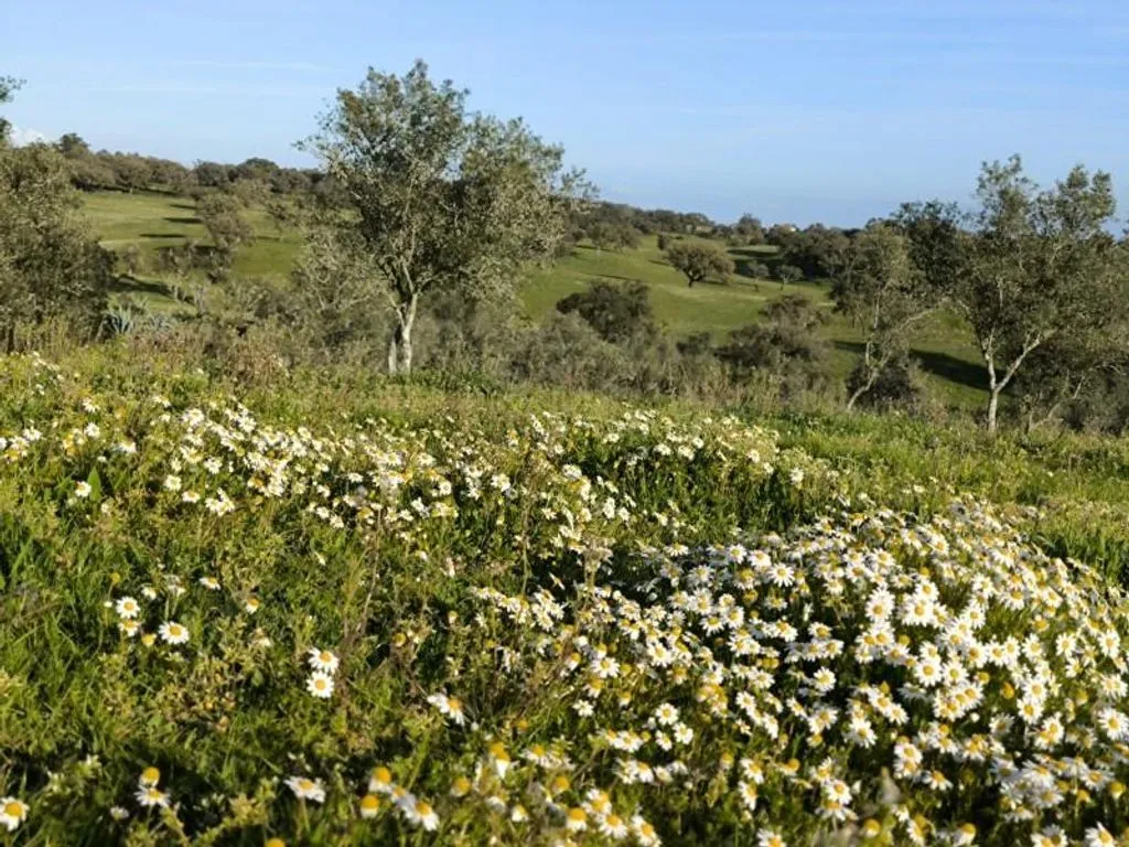 Aed - Luxury Farmhouse with Development Potential in Alentejo